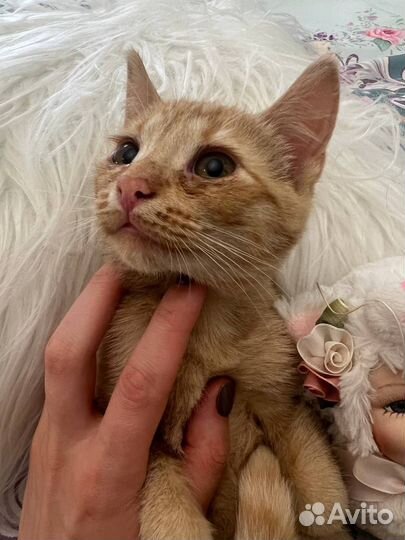 Кошка ищет дом