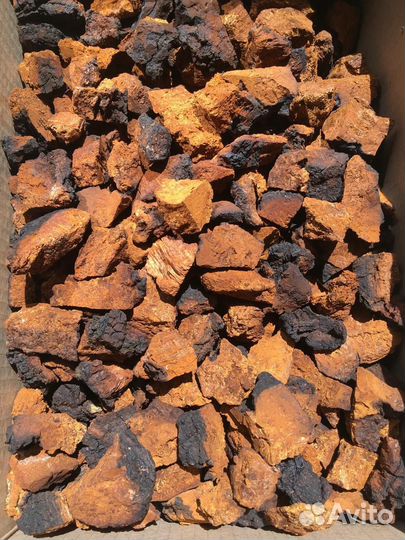 Чага для чая Лечебная целебная отвар