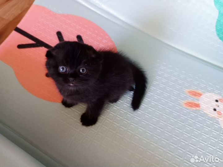 Шотландская вислоухий кот