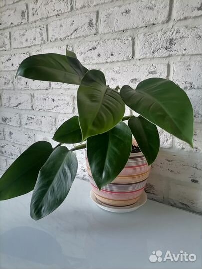 Комнатные цветы