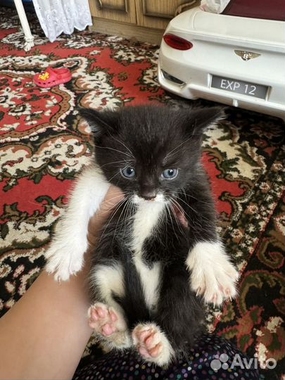 Кошки в добрые руки