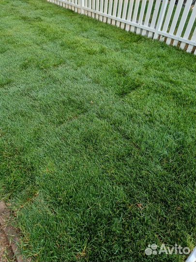 Рулонный газон Premium. Доставка, укладка