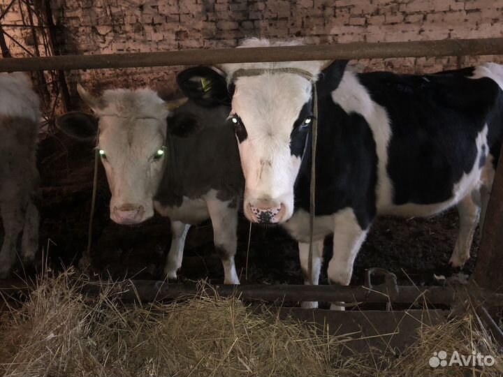 Быки и телки