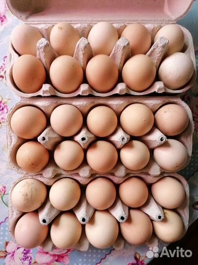 Яйцо инкубационное, от домашних кур