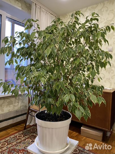 Бенджамина