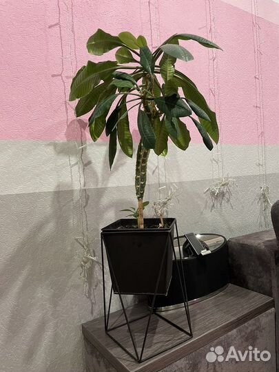 Цветы в офис