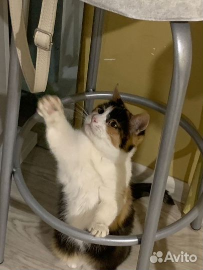 Шопинг-контроль