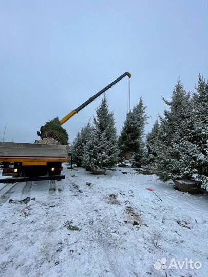 Ель крупномер 5.8 m