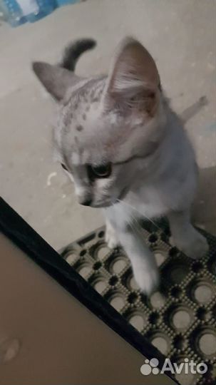 Кошка в добрые ручки
