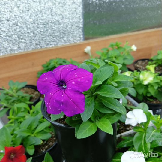 Укоренённые черенки