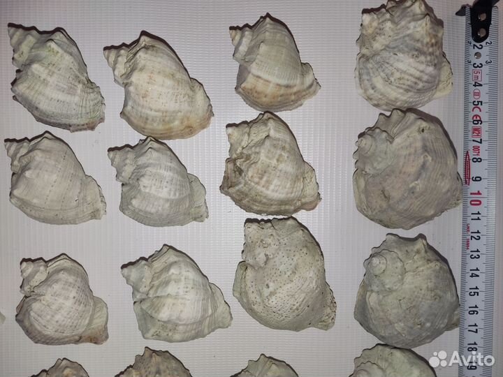 Ракушка
