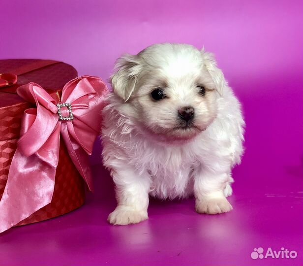 Мальтипом, мальтипу мальчик