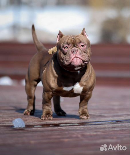 Американский булли экзот. Вязка