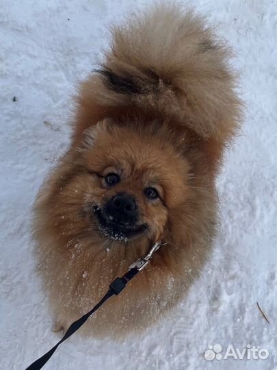 Немецкий Шпиц вязка