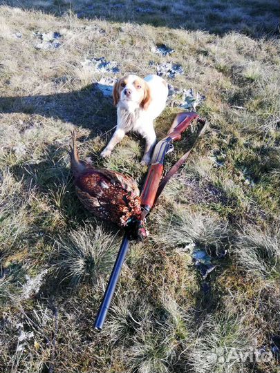 Бретонский эпаньоль