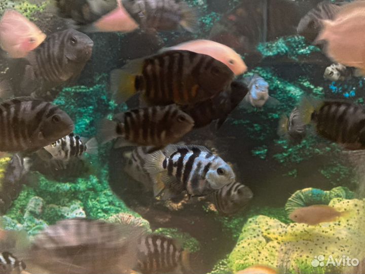 Аквариумные рыбки