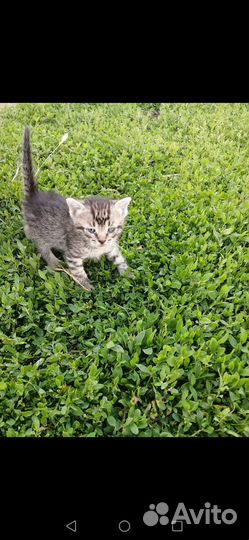 Котята в добрые руки бесплатно
