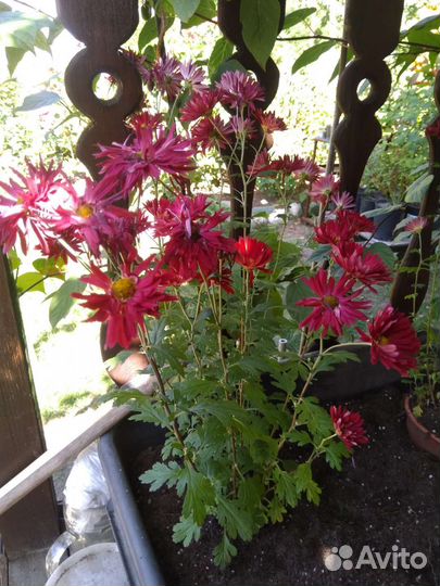 Хризантема корейская раннецветущая