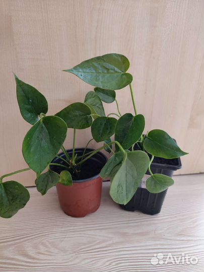 Комнатные растения цветы