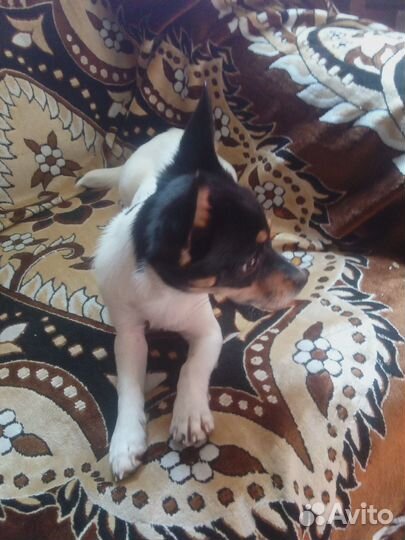 Собачка в добрые руки девочка той-терьер