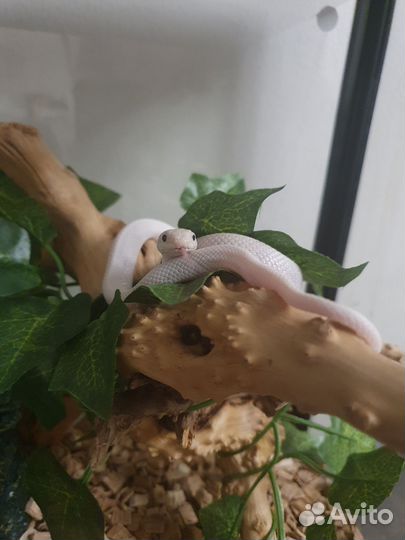 Передержка рептилий