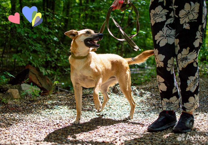 Собака Арни, 2.5 года, умная и ласковая