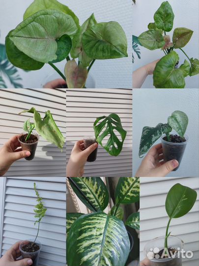 Комнатные растения