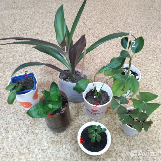 Комнатные цветы