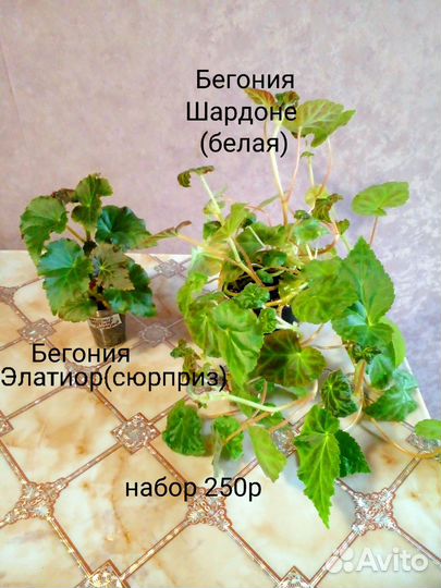 Бегония декоративно лиственная