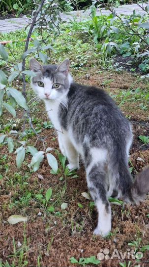 Оставили на даче одну