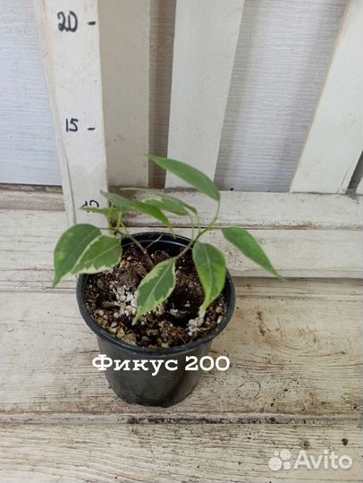 Комнатные цветы растение фикус