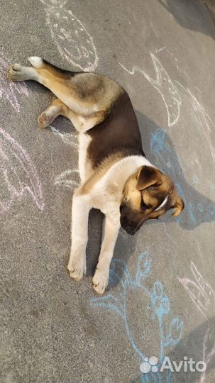 Собака в добрые руки