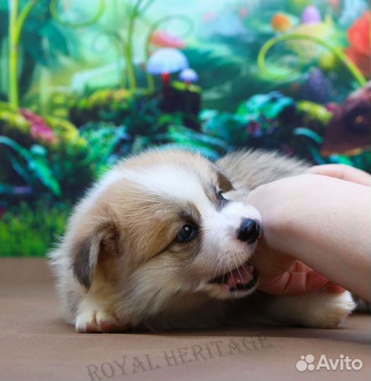 Малыши вельш корги пемброк