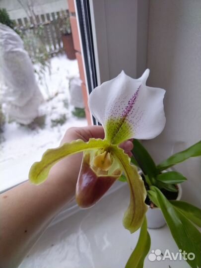 Орхидея Пафиопедилум