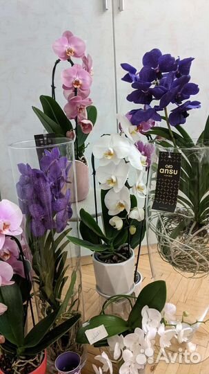 Орхидея Каскадная королевская