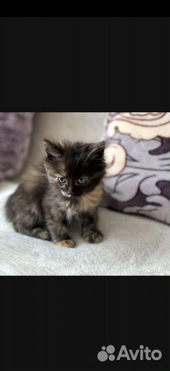 Кошечка ищет дом