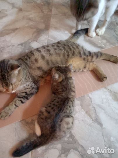 Британские вислоухие котята