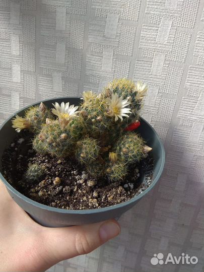 Кактускактус