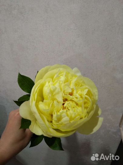 Пион Lemon Chiffon (Лемон Шифон)