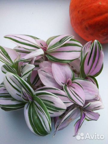 Традисканции разные