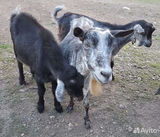 Коза дойная молочная