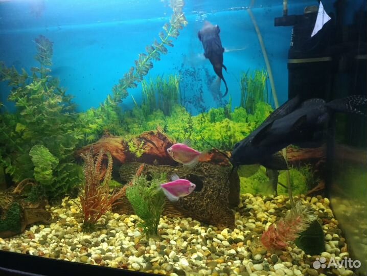 Аквариум