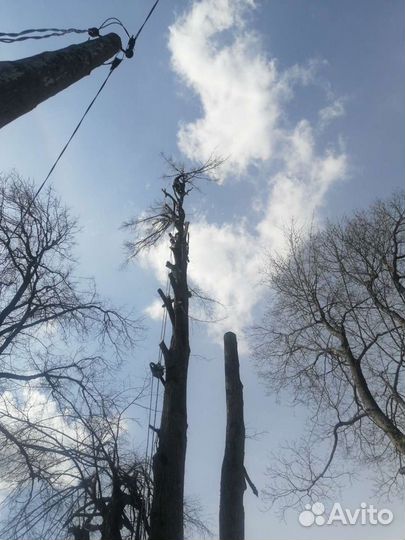 Спил деревьев