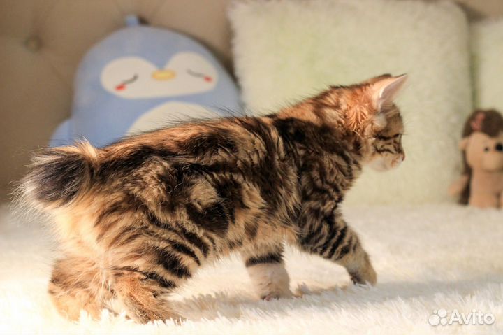 Курильский бобтейл котята
