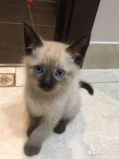 Сиамские котята