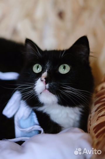 Красавица Асти ждет своего человека в приюте