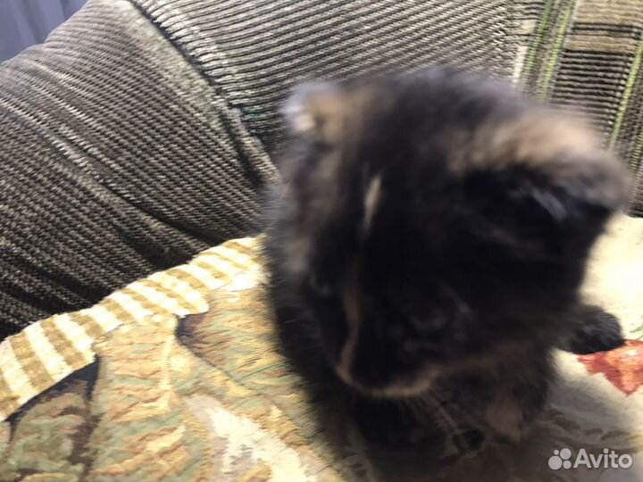 Кошка в дар