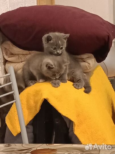 Котята в добрые руки бесплатно