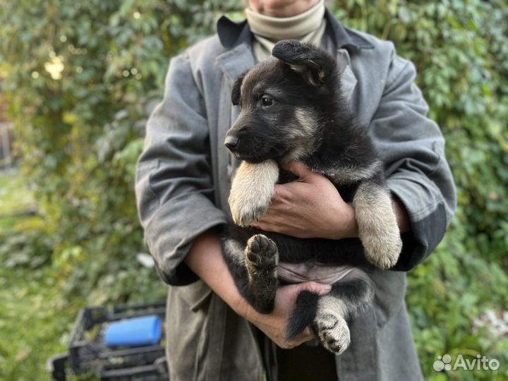 Щенки вео чистокровные