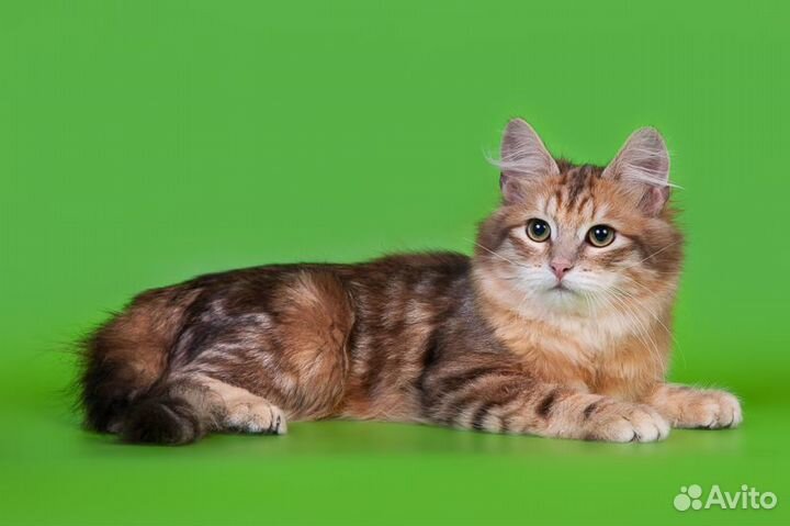 Сибирские котята из питомника